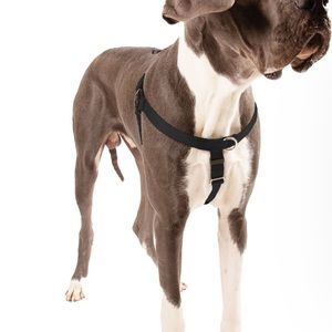 2 hounds design freedom harness and leash